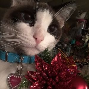 Meet your Posher, Pili